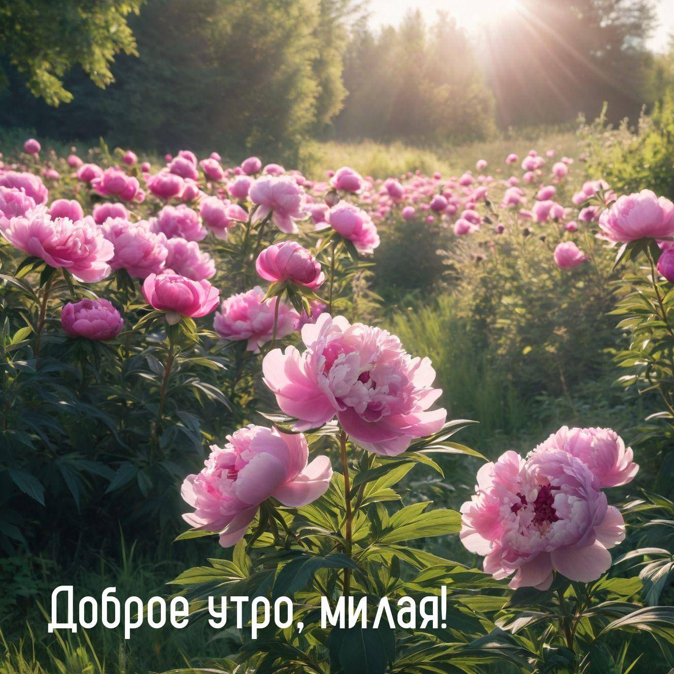 alt,Прекрасный цветочный сад с ярко-розовыми пионами,title