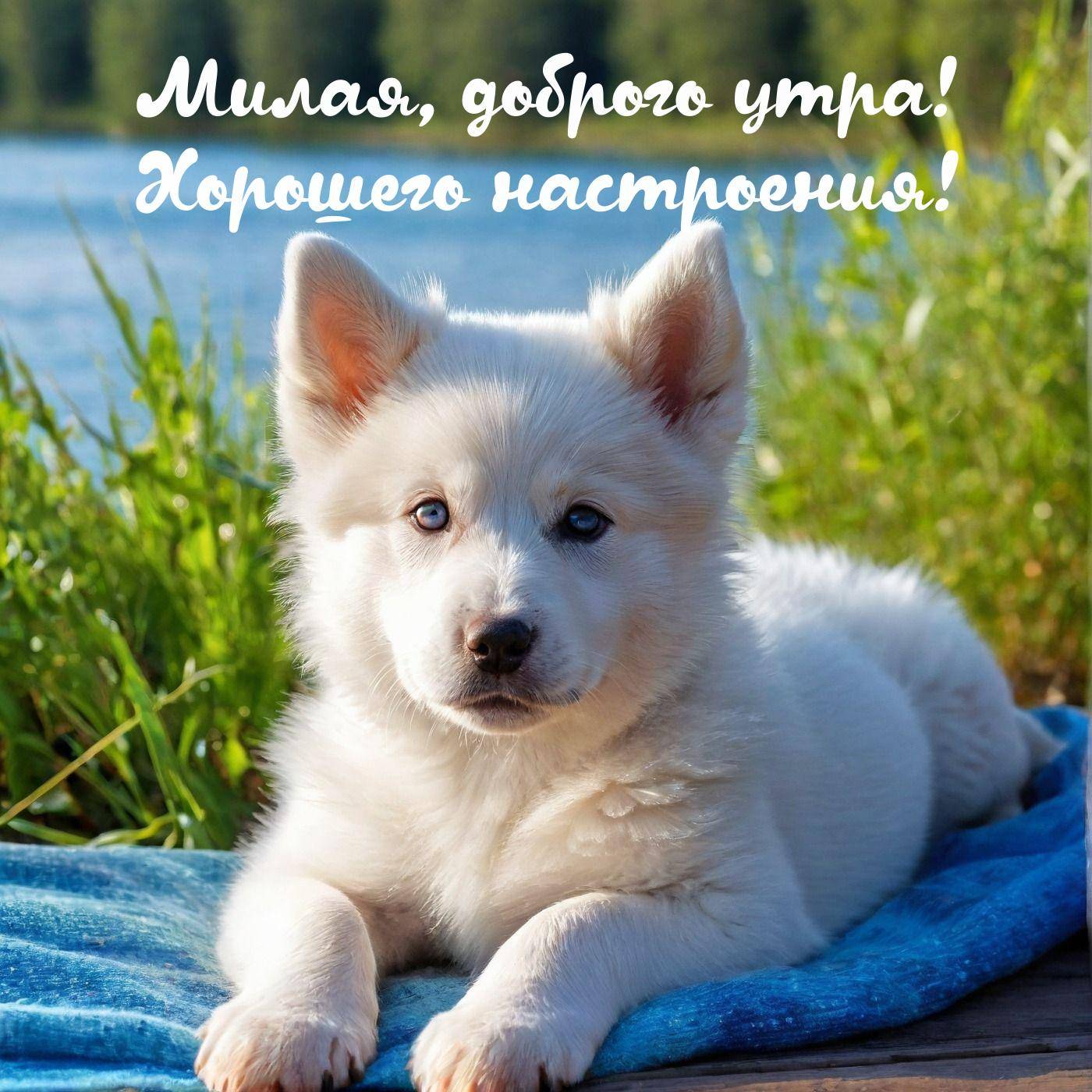 Белый щенок на синем пледе, с голубыми глазами