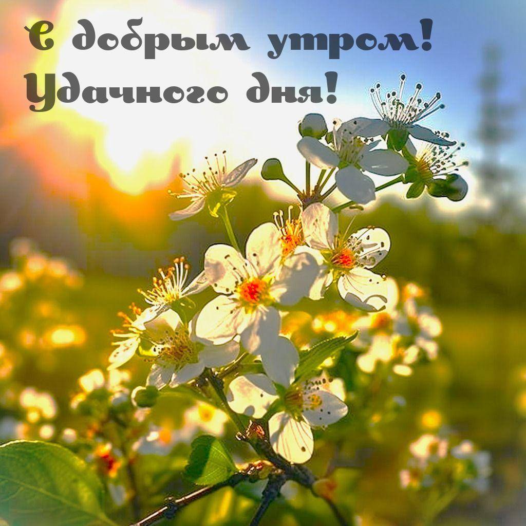 Ветки цветущего дерева с белыми цветами и солнечным светом